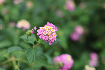 Flores cor-de-rosa e brancas