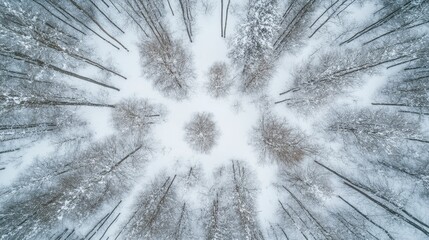 Fototapeta premium Bird's-eye view of a forest in the middle of winter, with bare trees and snow, leaving space for copy.