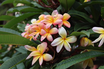 Fototapeta premium Plumeria