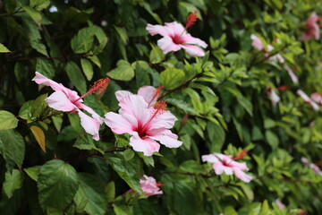 Hibisco cor-de-rosa
