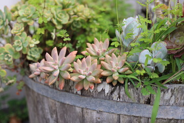 Planta suculenta Rosa