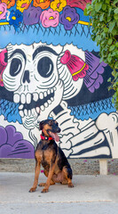 dog downtown mexico with day of the dead artwork on wall