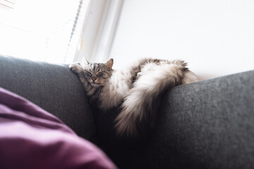 Portrait sleeping maine coon cat