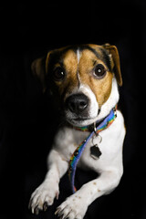 jack russell terrier