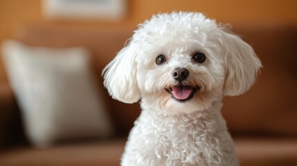Joyful Bichon Frise happy head portrait on a brown background in the studio