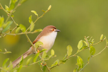 Plain Prinia (Prinia inornata), perched in a bush, Sultanpur National Park., Dehli, India.