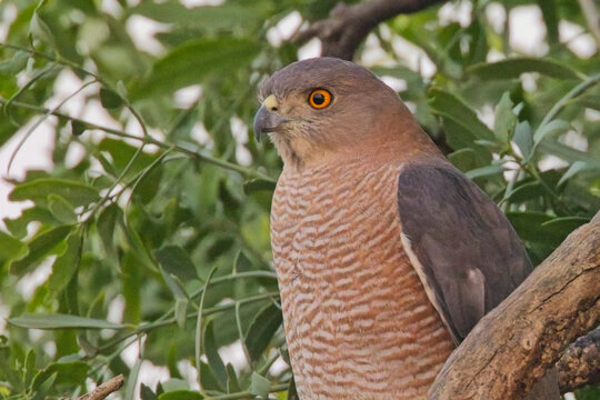 Shikra (Tachyspiza badia)(Accipiter badius), perched close in a tree, Bharatpur, Dehli, India.