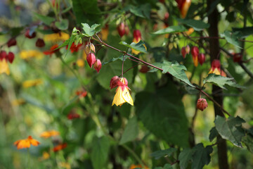 Closeup of sunlit Trailing Abutilon blooms, Powys Wales
