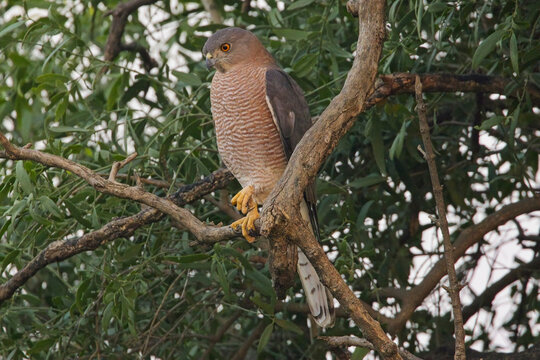 Shikra (Tachyspiza badia)(Accipiter badius), perched in a tree, Bharatpur, Dehli, India.