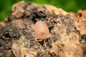 Cubaris murina Papaya isopodas woodlouse. Cubaris Papaya assel exotic animal in the natural background, tropical terrarium macro photography