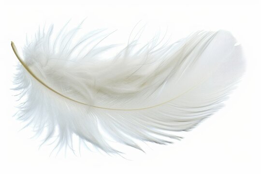 Fototapeta fluffy white feather highlighted on a white isolated background