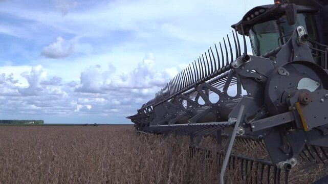 Combine harvesting soybeans