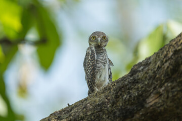 Jungle Owlet (Glaucidium radiatum) juvenile. It is a small bird native to South Asia and known for its distinctive mottled plumage and striking yellow eyes, often found in dense forests.