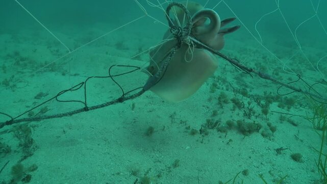 A stingray remains caught in a net as a diver approaches in the background.