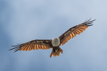 Brahminy kite (Haliastur indus) in flight in the sky. The Brahminy Kite, a striking raptor found in coastal regions is recognizable by its chestnut plumage and white head.