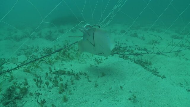 A stingray struggles while entangled in a fishing net.