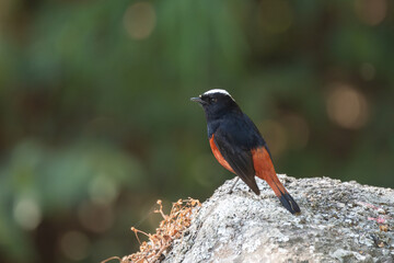 White-capped Redstart ( Phoenicurus leucocephalus) on the rock. The White-capped Redstart is a striking bird found in the Himalayas, known for its vibrant plumage and characteristic white cap.