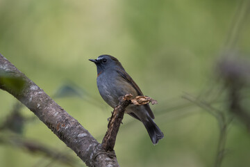 Rufous-gorgeted Flycatcher perched on a tree branch. The Rufous Gorgeted Flycatcher is a small bird known for its striking rufous throat, found in Himalayan forests.