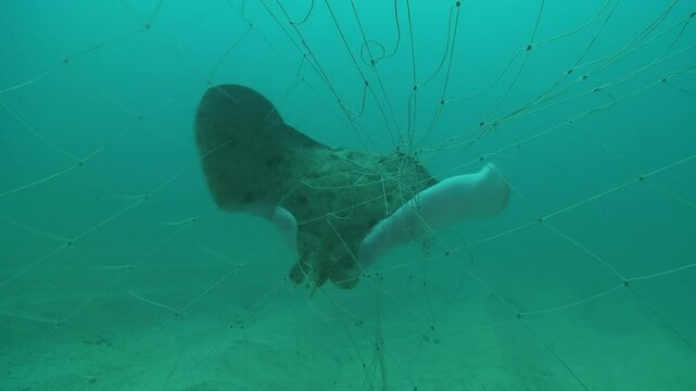 A thornback ray (Raja clavata) trapped in a fishing net struggles to free itself, displaying the devastating impact of bycatch on marine species.