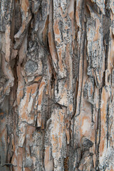 The texture of the bark of a tree in close-up, vertical photo.High quality photo