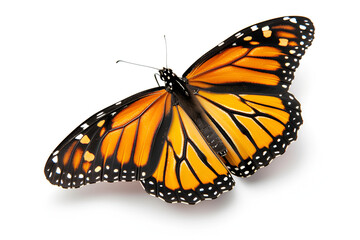 Obraz premium Beauty of Monarch Butterflies On White Background , a beautiful monarch butterfly on a white background