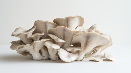 Oyster mushrooms displayed against a simple background