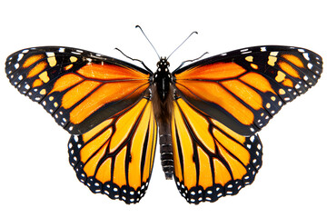Fototapeta premium Beauty of Monarch Butterflies On White Background , a beautiful monarch butterfly on a white background