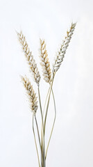 Fototapeta premium Golden ripe wheat isolated on white background. Ears of wheat