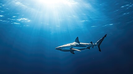 A white shark gliding gracefully through the ocean depths