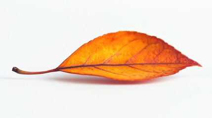 Close up of a single orange leaf resting on a white background