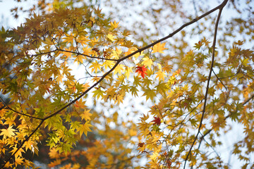 一葉の赤いモミジ