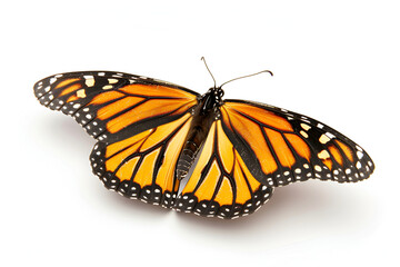 Naklejka premium Beauty of Monarch Butterflies On White Background , a beautiful monarch butterfly on a white background