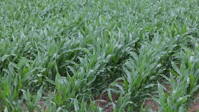 Young vibrant corn plants growing in a cultivated field