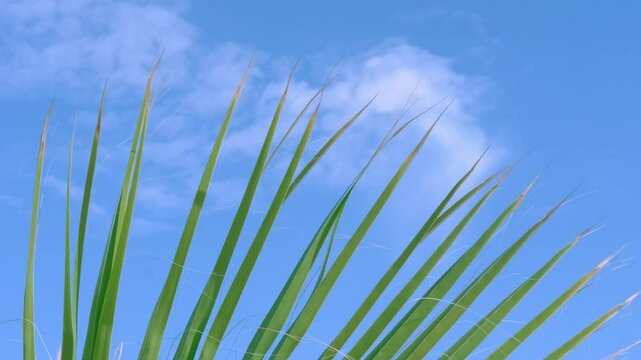 tropical leaf African Sabal fan palm gracefully sways in wind close-up, natural beauty tropics, tropical atmosphere in advertising travel agencies, hotels, airlines, food and beverages, surf season
