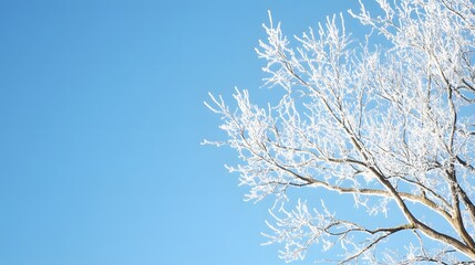 Frost-covered branches of a bare tree against a clear winter sky