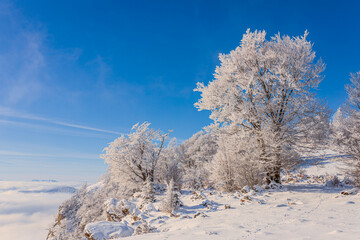 Frosted tree branches extending against a bright blue sky with a clear winter day feel.