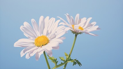 Daisy wallpaper outdoors blossom flower.