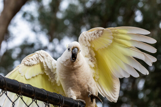 Sulphur-crested cockatoo squawking close up with bokeh background