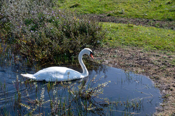 Fototapeta premium A swan in the water of a small lake