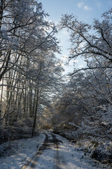 A road in the snowy forest