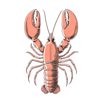 recommend clip art: Hand drawn vintage lobster sea food isolated on white