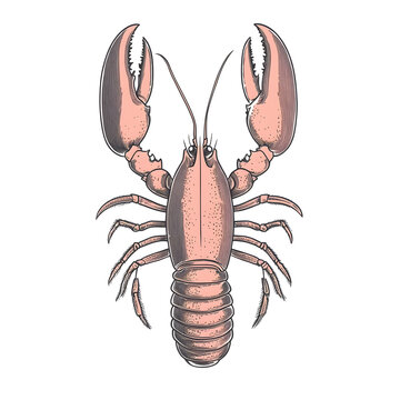 recommend clip art: Hand drawn vintage lobster sea food isolated on white