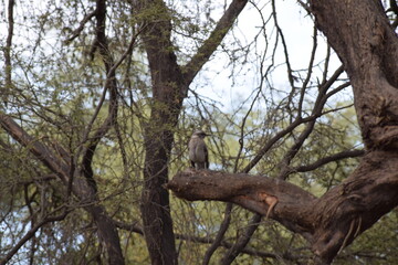 Fotografía tomada entre grandes árboles de un gorrión sentado en una rama de un árbol en el departamento de Chiclayo, Perú