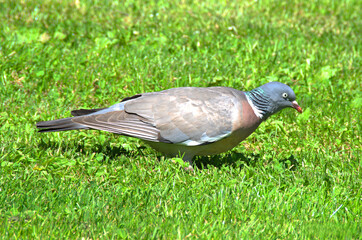 Photo d'un pigeon dans l'herbe
