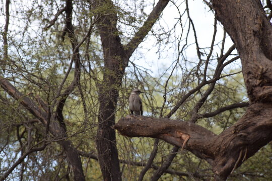 Fotograf&iacute;a tomada entre grandes &aacute;rboles de un gorri&oacute;n sentado en una rama de un &aacute;rbol en el departamento de Chiclayo, Per&uacute;
