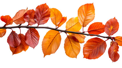 Obraz premium Vibrant orange and red autumn leaves branch isolated on white background