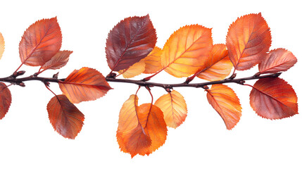 Fototapeta premium Vibrant orange and red autumn leaves branch isolated on white background
