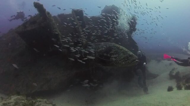 4k video of an Atlantic Goliath Grouper (Epinephelus itajara) in Jupiter, Florida, USA
