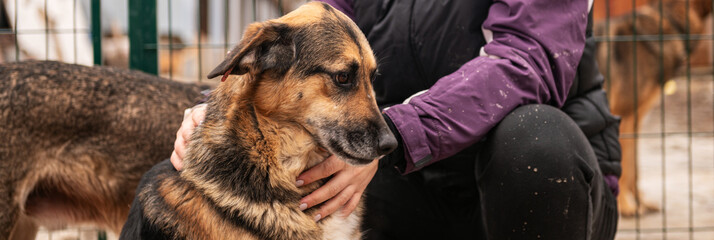 Dog waiting for adoption in animal shelter. Homeless dog in the shelter.