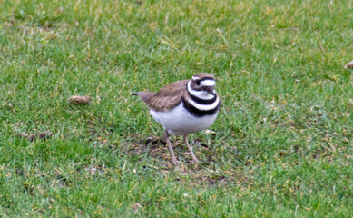 killdeer bird on ground nest. one single adult killdeer bird sitting on a clutch of eggs. Beautiful killdeer bird in the forest